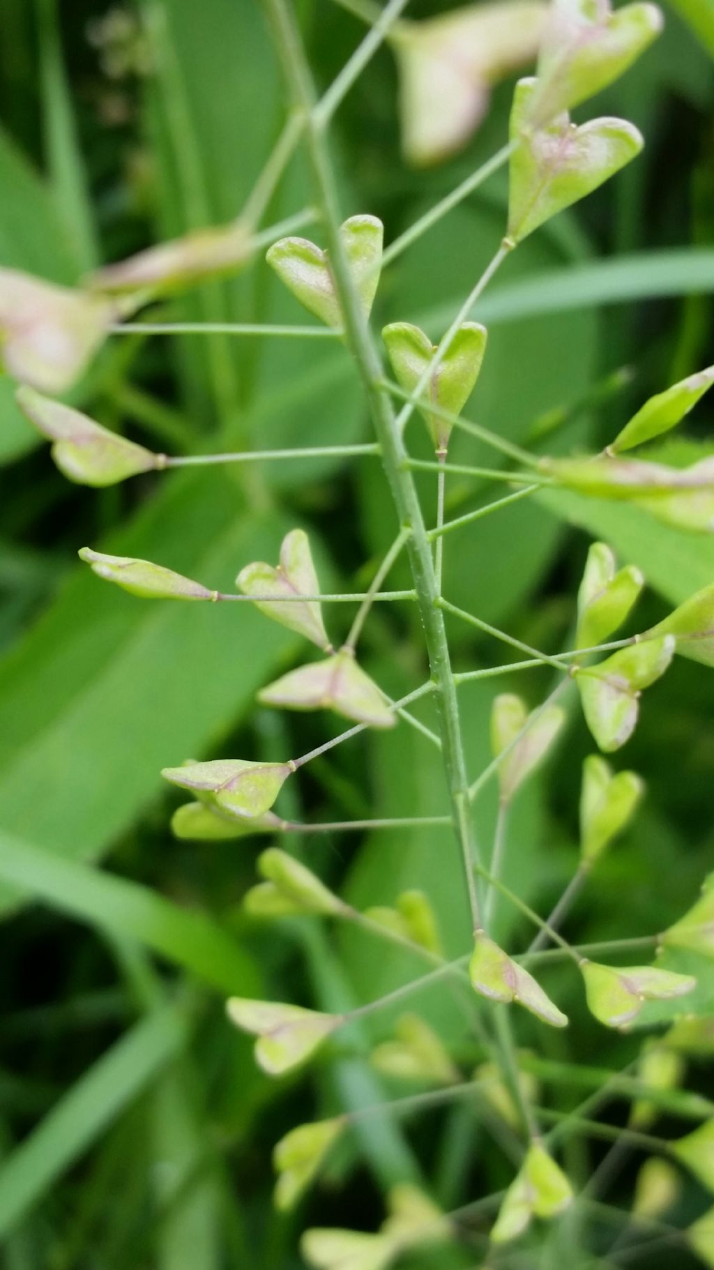 Capsella rubella  (Brassicaceae)